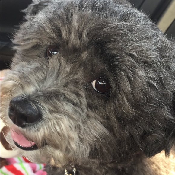 My Posh “BOSS” and Buddy “Bella”! - Picture 8 of 8